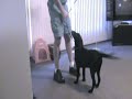Puppy Training