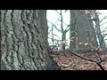 Conversations with squirrels