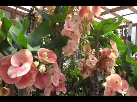 how to collect euphorbia seeds