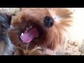 Click here to watch this video My yourkie puppy