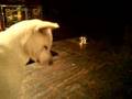 Kishu