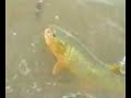 Videos de Pesca de dorados en Concordia
