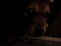 Gus
