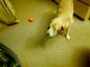 Cookie Treat