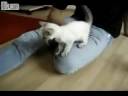 Scared Siamese Kitten Scared Siamese Kitten
