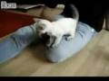 videos de Scared Siamese Kitten