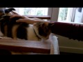 Capucine is no shy cat ^^