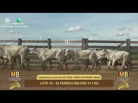 527� LEIL�O VIRTUAL MB LEIL�ES