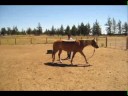 Clicker Train a Horse to Stop When Objects Off From His Back