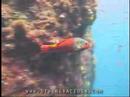 Azores underwater live