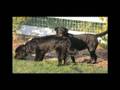 RROC- Retriever Rescue Adoption Story