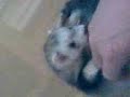 Hurones jugando