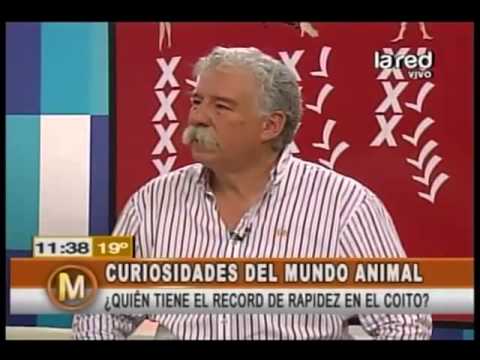 ¿Quién tiene el récord de rapidez en el coito?