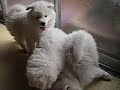 ちびさも