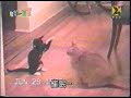 gato vs gato gato vs gato