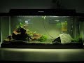 Firemouth Cichlids