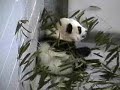 Lun-Lun und Mei-Lan in Atlanta - 30.01.07