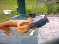combat-chien-contre-chat.html