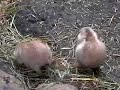 上野動物園のプレーリードックの親子です。いっぱいいてどれがどれだか？？Xacti DMX-CA65で撮影。