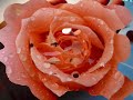 Wundersch�ne Liebesgedichte