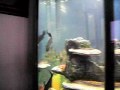 Arapiama, stingray and exotic fresh water fish