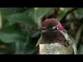 Anna's Hummingbird