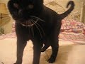 BB, Black Beauty, my mom's cat