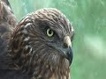 hawk , kahu , new zealand hawk