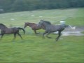 Belle, Nelson, Tonnerre et Alzon dans le pré