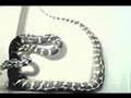 Jungle-Carpet-Python