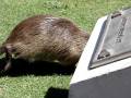 videos de Buenos Aires Zoo.mpg