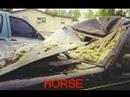 Animals cause dramatic accidents - LOOK !!! Animals cause dramatic accidents - LOOK !!!