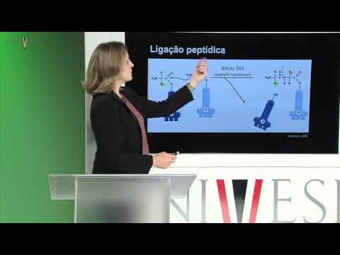 Células e Tecidos - aula 09 - Síntese Proteica (Eucariota)