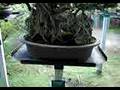 videos de Jardim de Bonsais, alguém já viu?