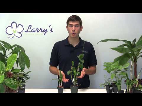 how to plant dendrobium