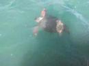 kefalonie schildpad