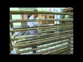 İznik Çinisi 2/2 - Iznik Tiles Ellerin Türküsü Kanal B