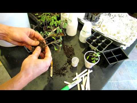 how to replant tomato plants