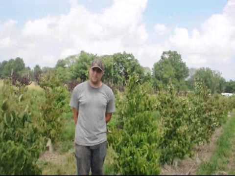 how to fertilize kousa dogwood