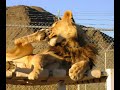 The Wild World of Tame Exotic Pets EXPOSED AGAIN! The Wild World of Tame Exotic Pets EXPOSED AGAIN!