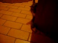 MOV03175