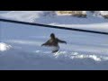 Skibums Snowboarding Skibums Snowboarding
