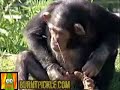 Monkey Drinking Heineken