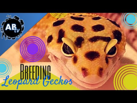 YouTube reptile video