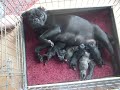 Pug Babies born Aug 14,2008