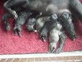 Pug Babies born Aug 14,2008