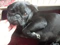 Pug Babies born Aug 14,2008