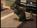 Click here to watch this video Chinchillas in May