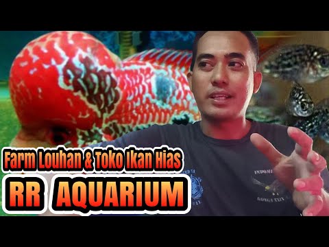 Peternakan Ikan Louhan Toko Ikan Hias Rr Aquarium On Grow