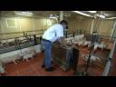 Ethical Treatment of Pigs Ethical Treatment of Pigs